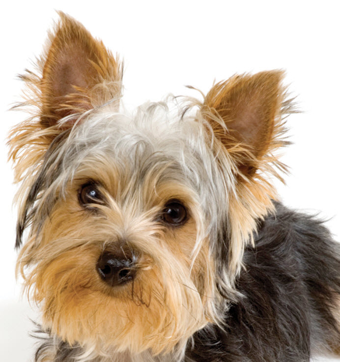 Yorkshire Terrier Dog Breed Info