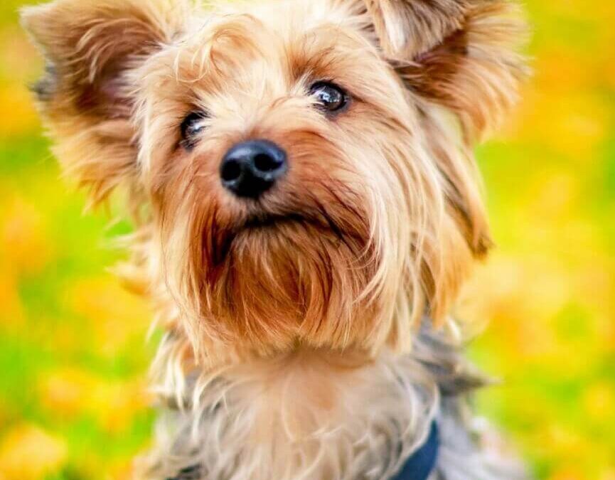 Yorkshire Terrier